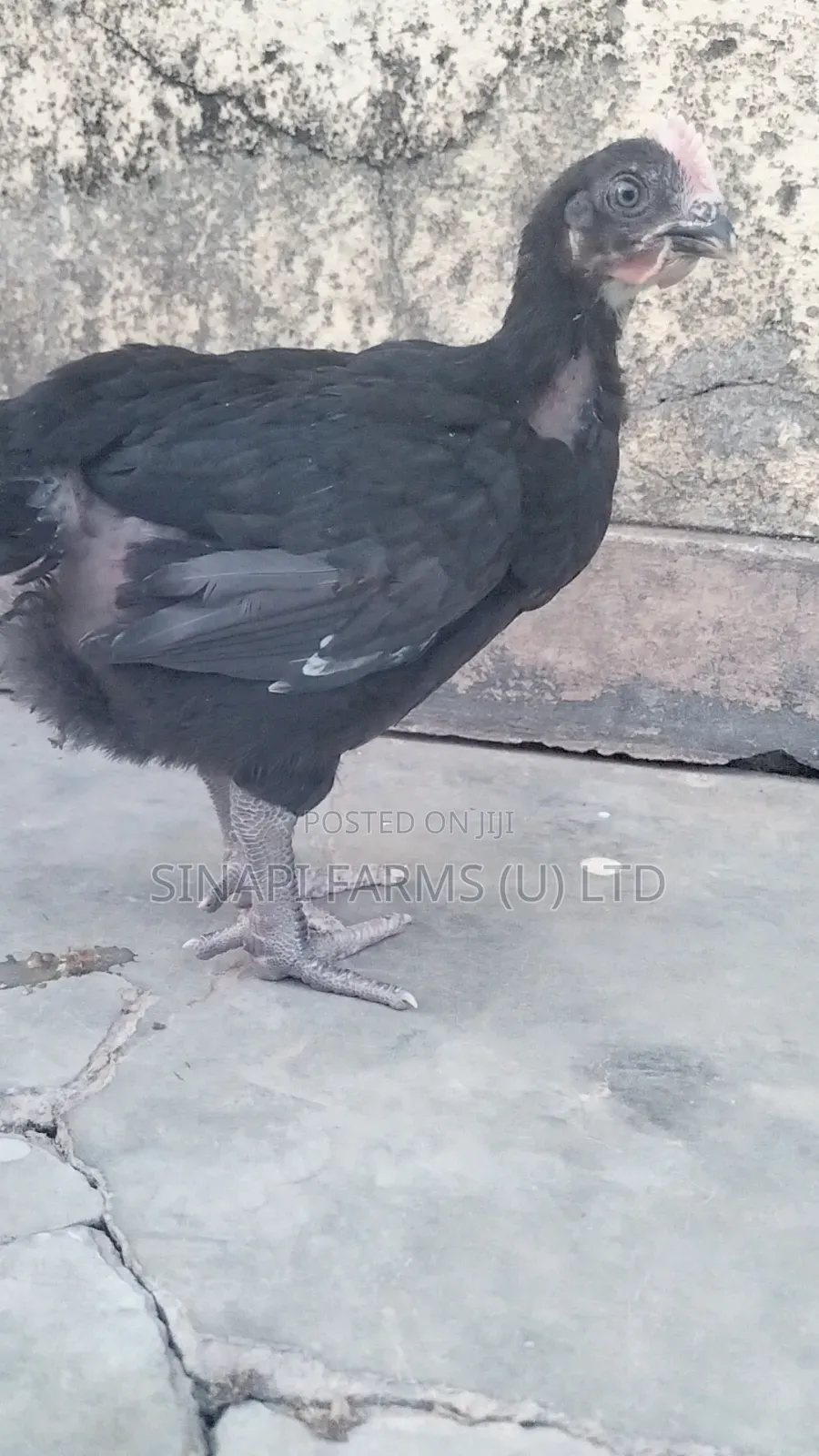 1 Month Old Brooded Chicks