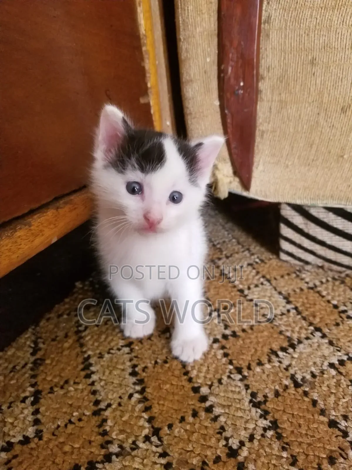 1-3 months Male Mixed Breed Sphynx