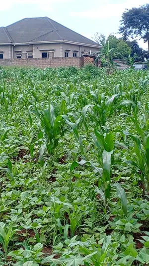  30 Decimals of Land for Sale – Kabubu