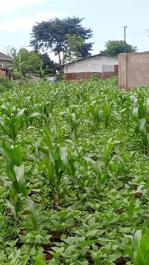  30 Decimals of Land for Sale – Kabubu