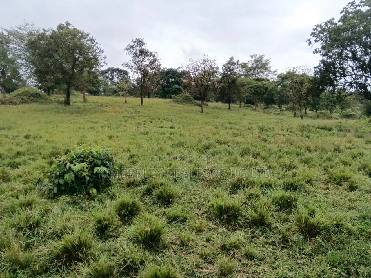 Bank Pressure Sale – 83.3 Acres of Land for Sale, Mukyenda, Mubende