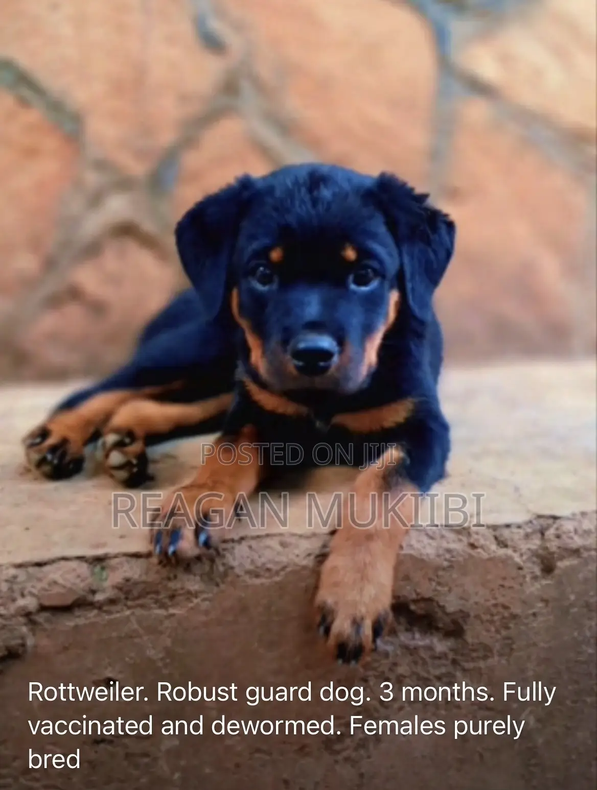 3-6 months Male Purebred Rottweiler
