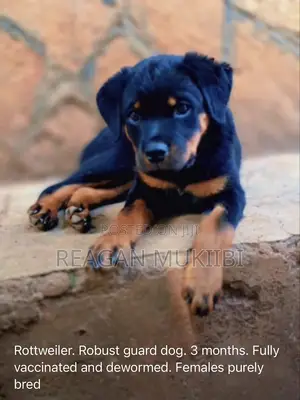 3-6 months Male Purebred Rottweiler