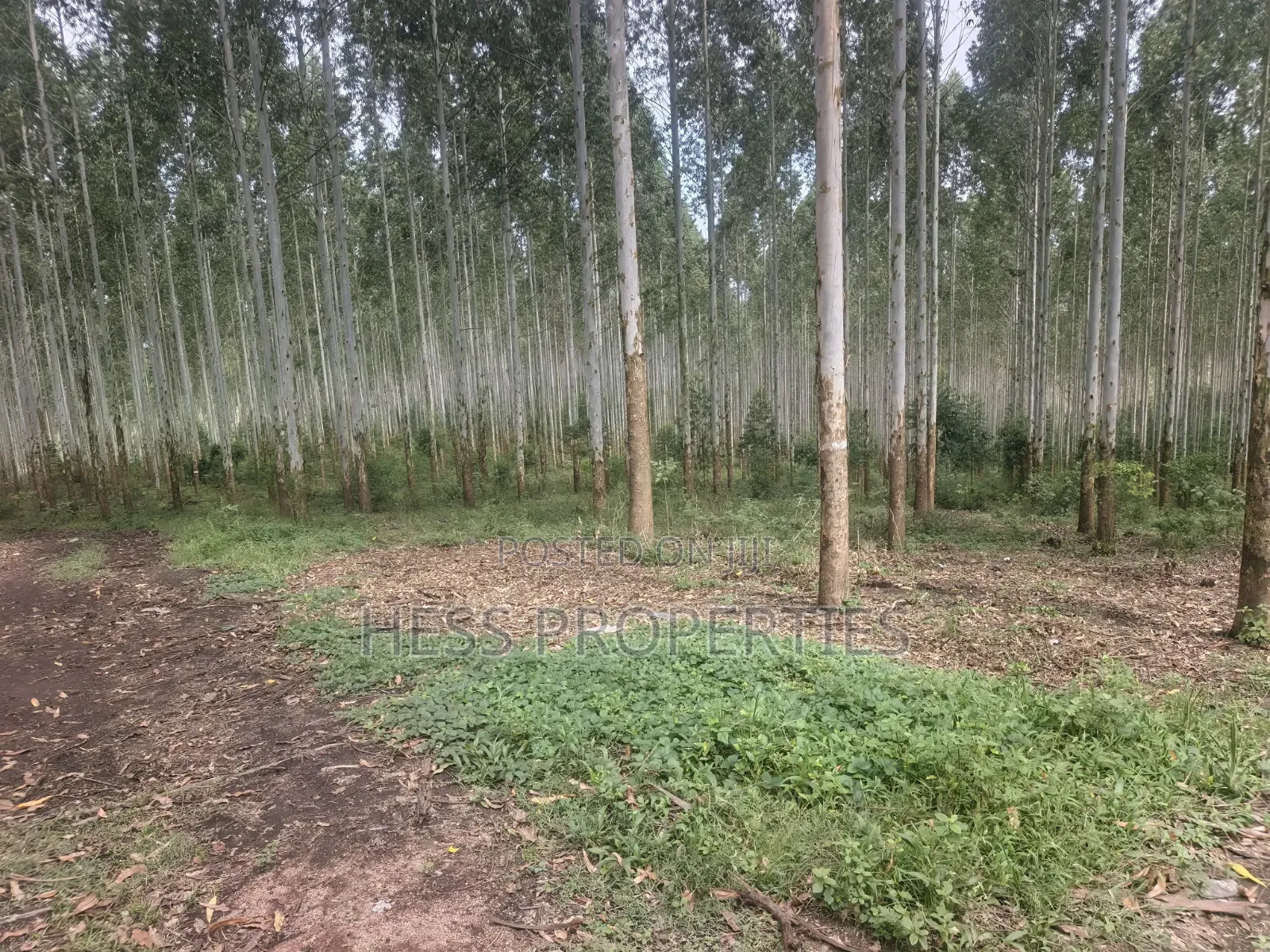 Land Developed With Eucalyptus on Sale