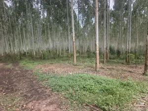 Land Developed With Eucalyptus on Sale