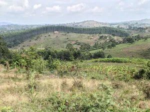 Land Developed With Eucalyptus on Sale