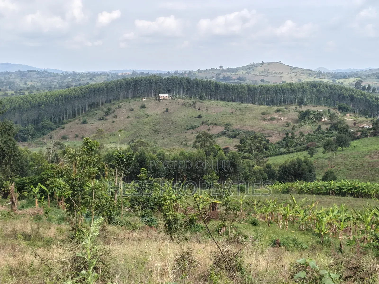 Land Developed With Eucalyptus on Sale