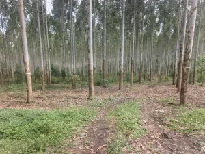 Land Developed With Eucalyptus on Sale