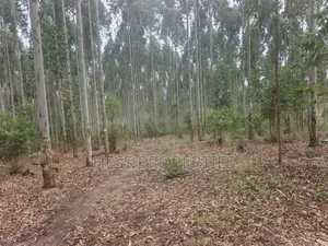 Land Developed With Eucalyptus on Sale