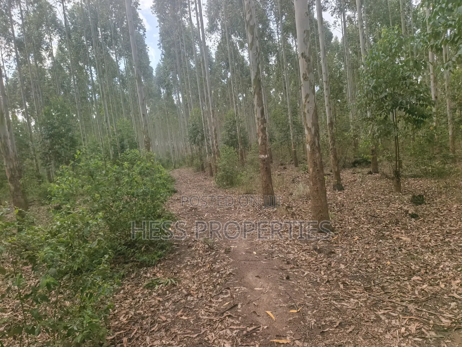 Land Developed With Eucalyptus on Sale