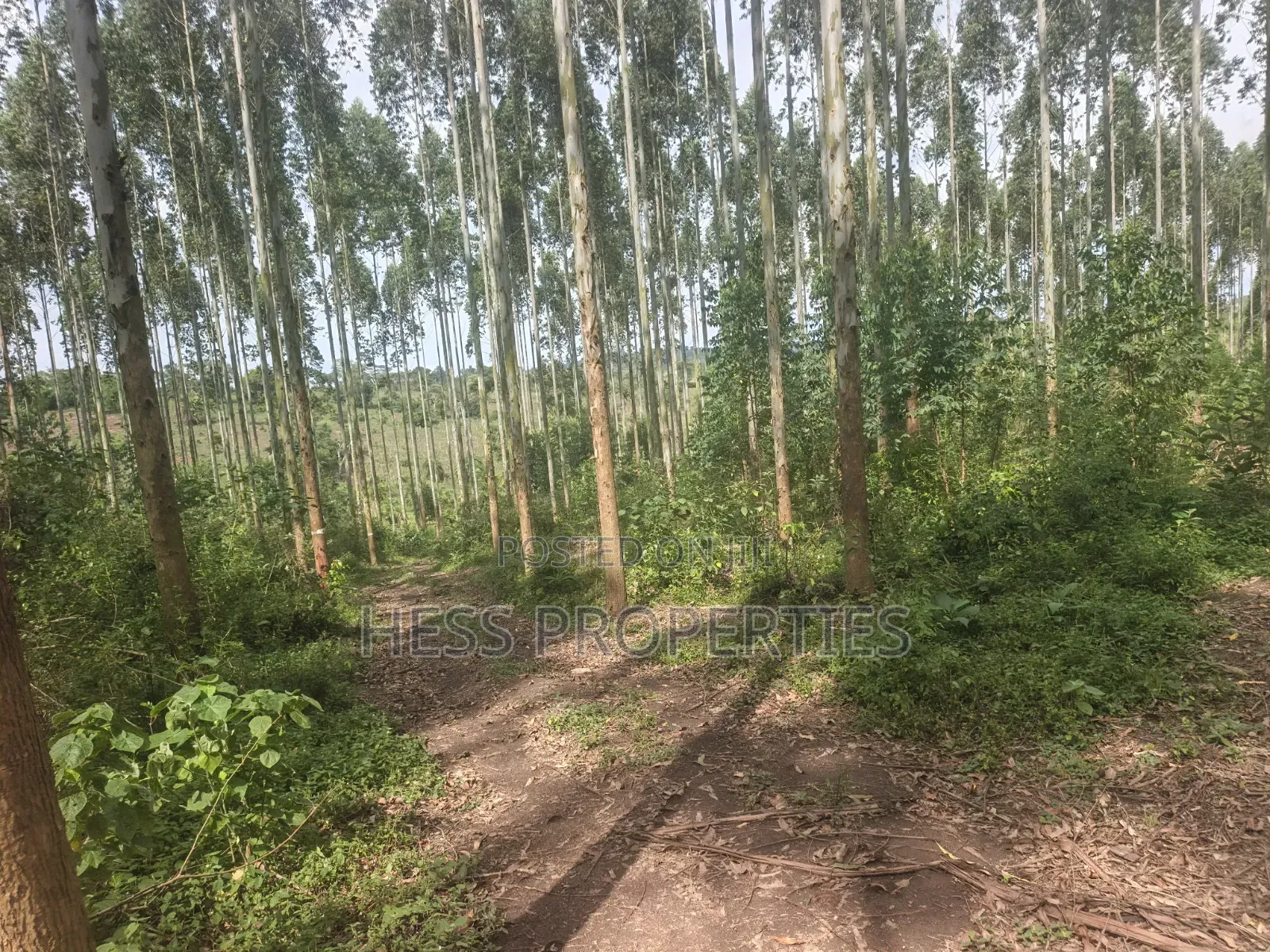 Land Developed With Eucalyptus on Sale