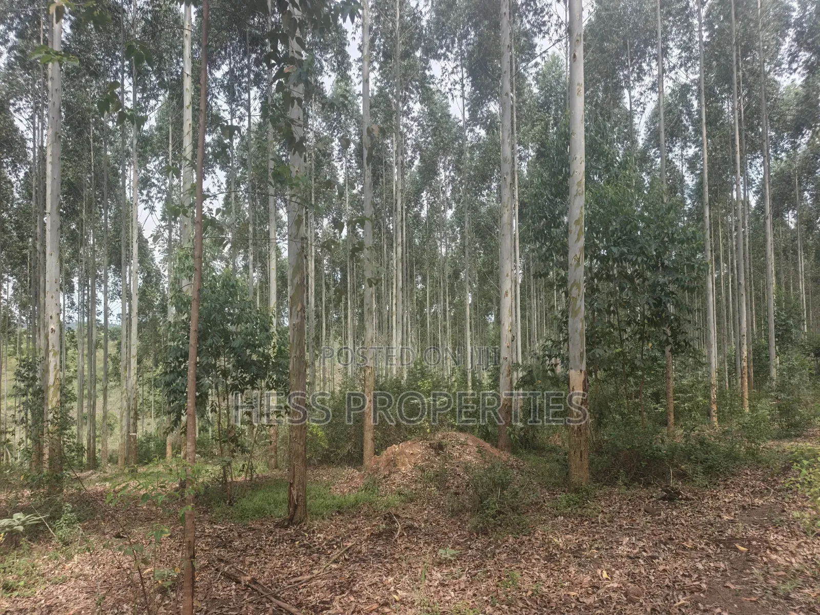 Land Developed With Eucalyptus on Sale