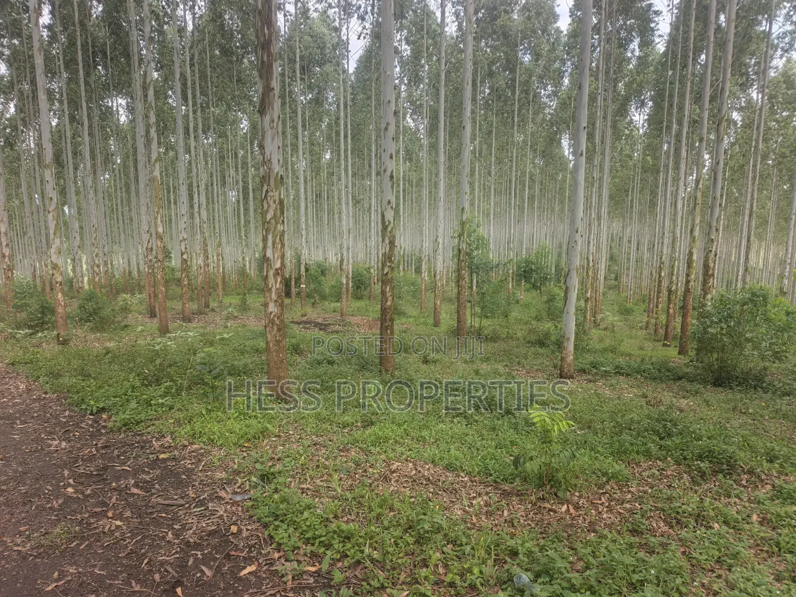 Land Developed With Eucalyptus on Sale
