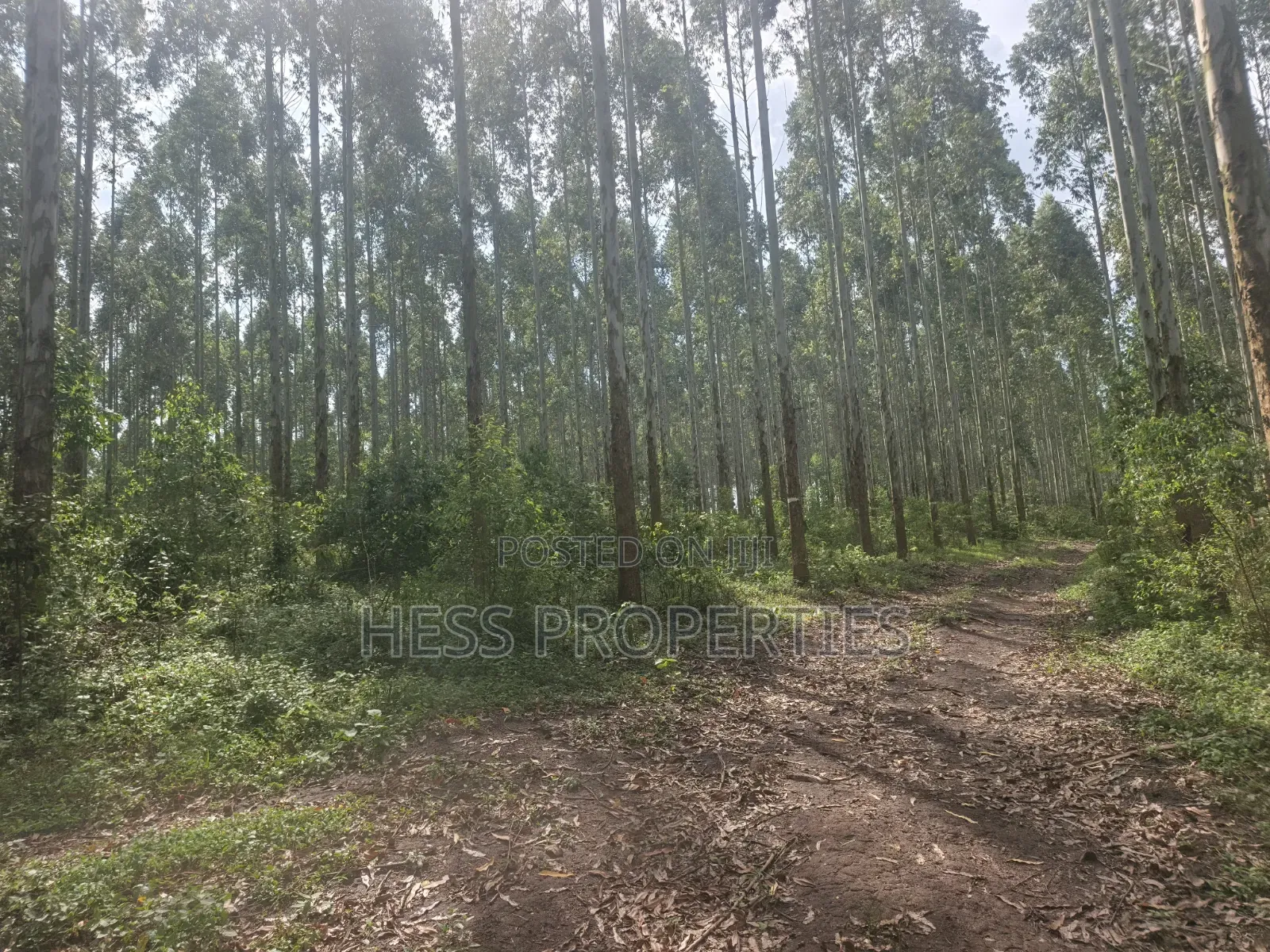 Land Developed With Eucalyptus on Sale