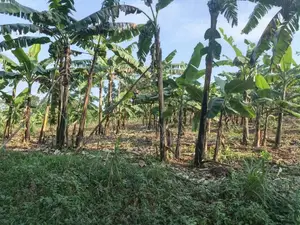  2 Acres of Land for Sale – Zigoti, Mityana Road