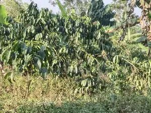  2 Acres of Land for Sale – Zigoti, Mityana Road