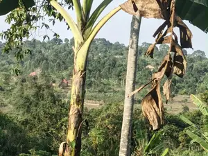  2 Acres of Land for Sale – Zigoti, Mityana Road