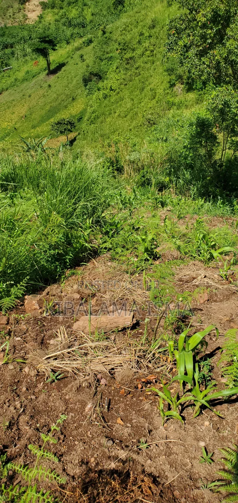 200 Acre for Sale in Kyabasenja Hoima District