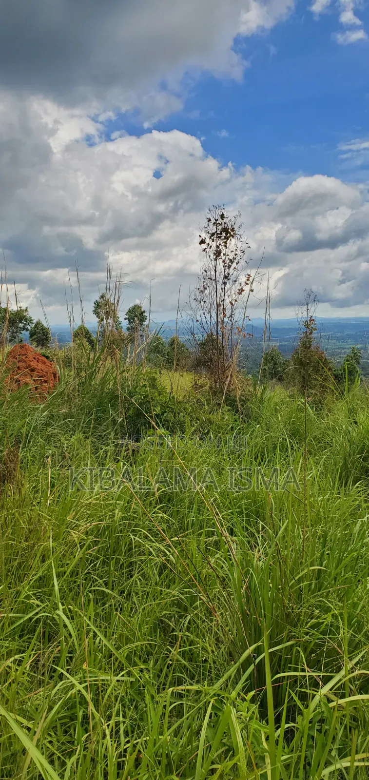 200 Acre for Sale in Kyabasenja Hoima District