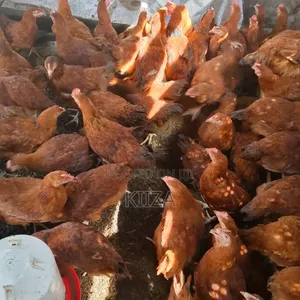Original Rainbow Roosters
