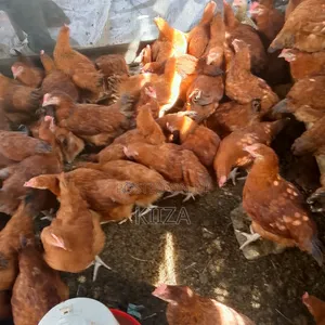 Original Rainbow Roosters