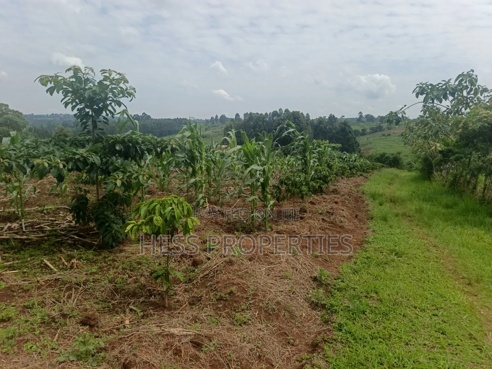 7acres of Titled Agricultural Land on Sale- Kyarusozi