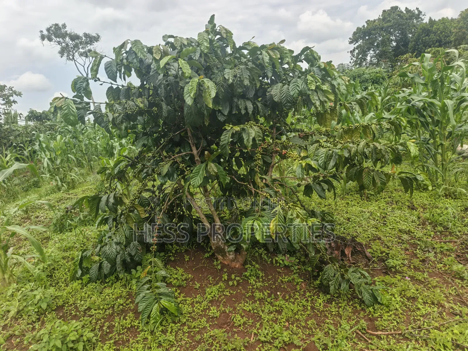 7acres of Titled Agricultural Land on Sale- Kyarusozi