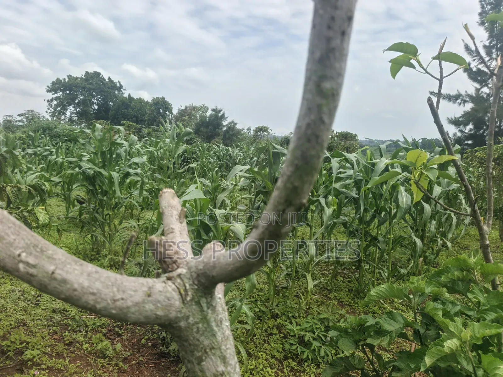 7acres of Titled Agricultural Land on Sale- Kyarusozi