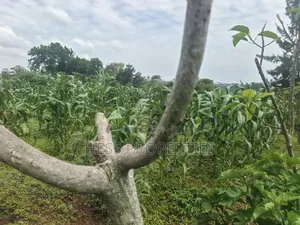 7acres of Titled Agricultural Land on Sale- Kyarusozi