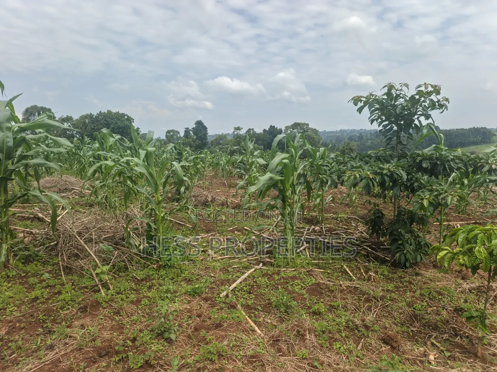 7acres of Titled Agricultural Land on Sale- Kyarusozi