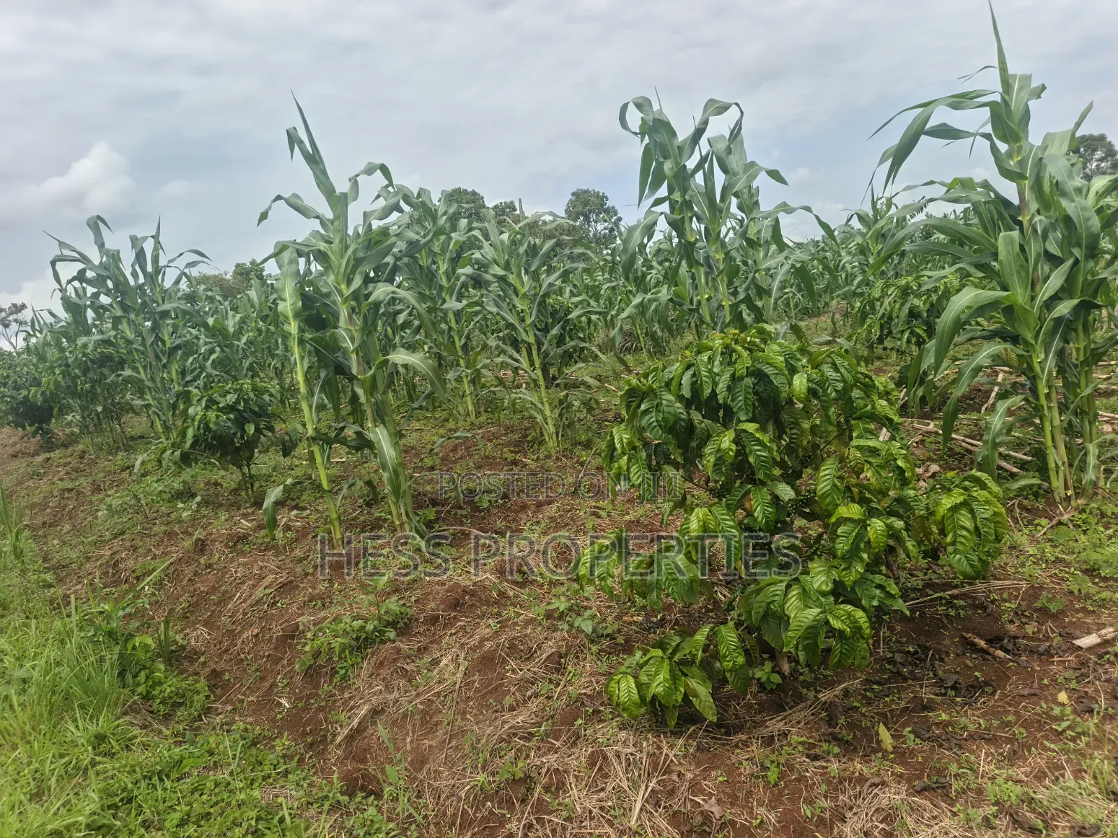 7acres of Titled Agricultural Land on Sale- Kyarusozi