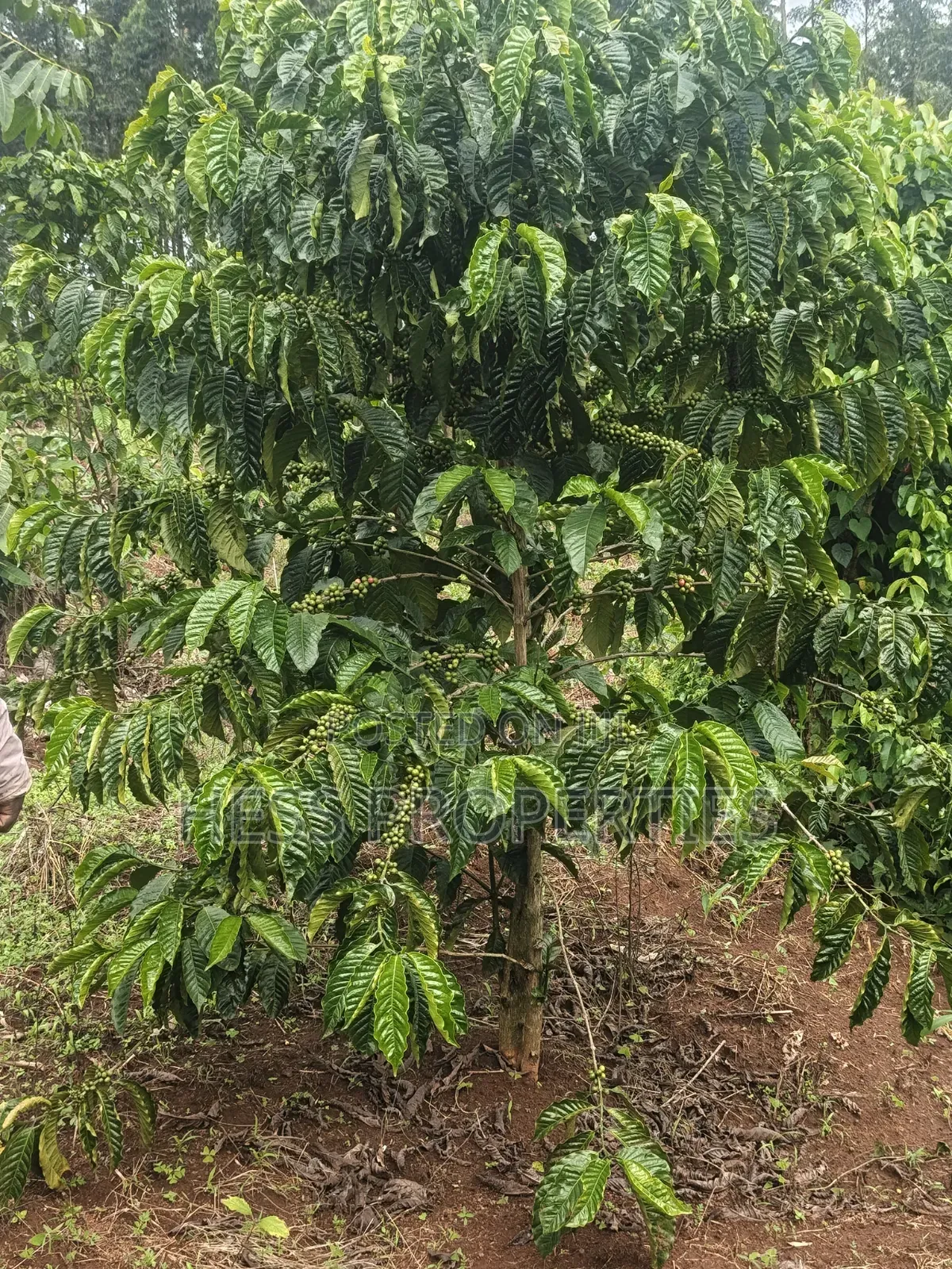 7acres of Titled Agricultural Land on Sale- Kyarusozi
