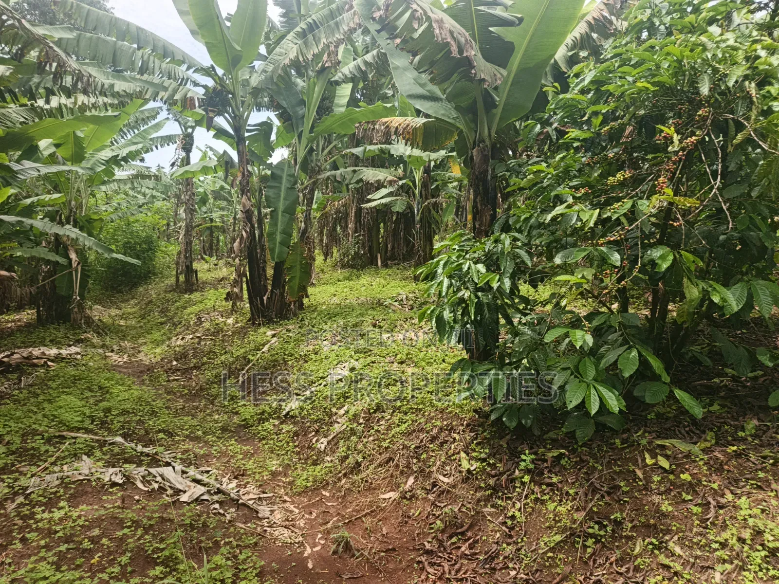 7acres of Titled Agricultural Land on Sale- Kyarusozi