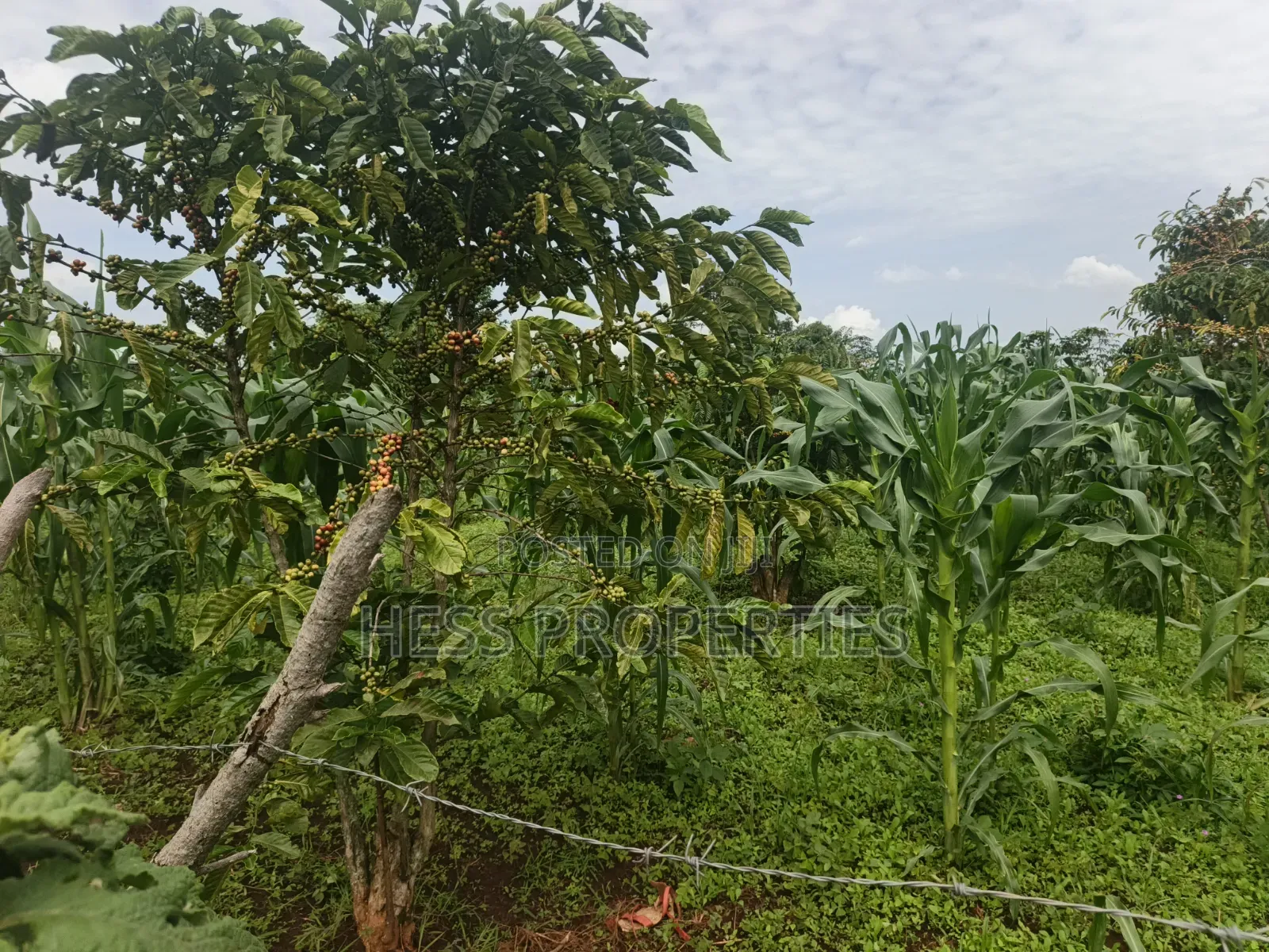 7acres of Titled Agricultural Land on Sale- Kyarusozi