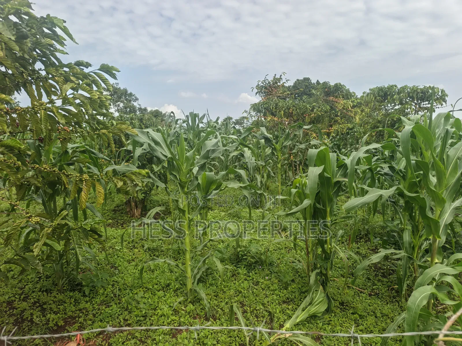 7acres of Titled Agricultural Land on Sale- Kyarusozi