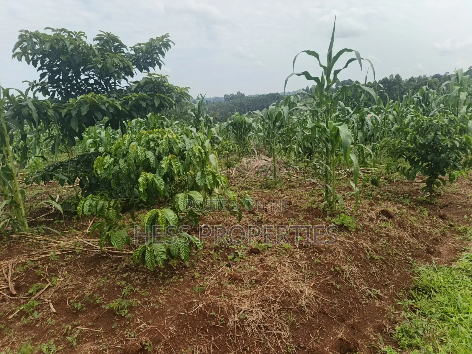 7acres of Titled Agricultural Land on Sale- Kyarusozi