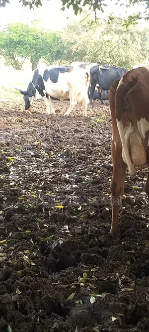Diary Cattle