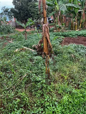 Plot for Sale in Nalumunye
