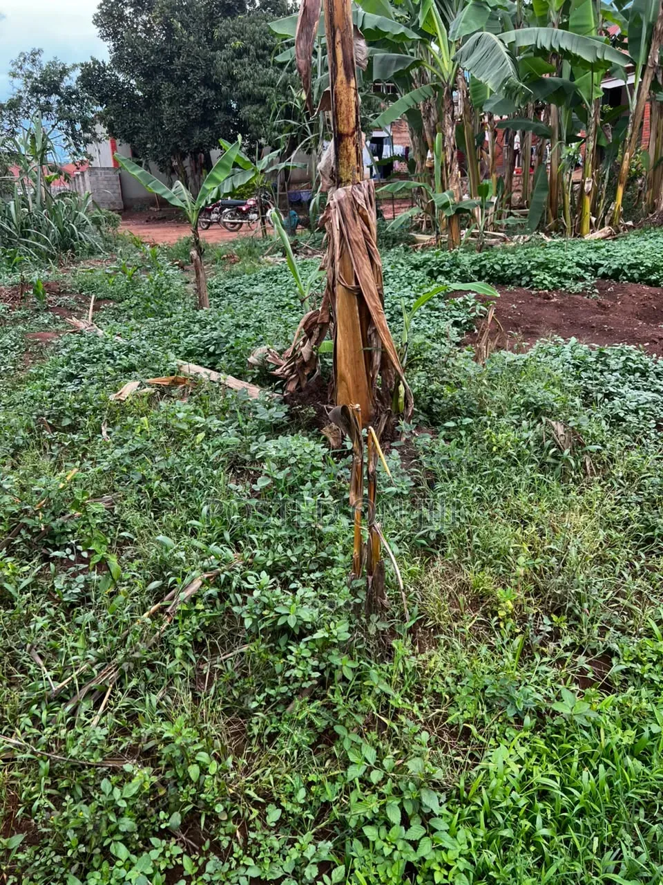 Plot for Sale in Nalumunye