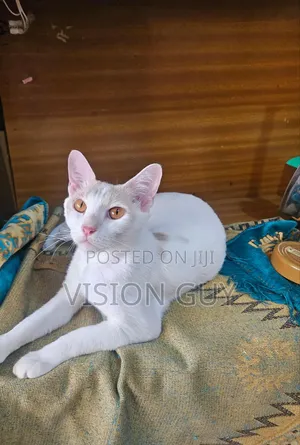 1+ year Female Purebred Exotic