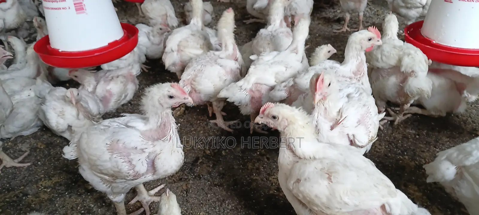 Fresh Broilers