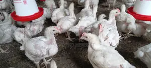 Fresh Broilers