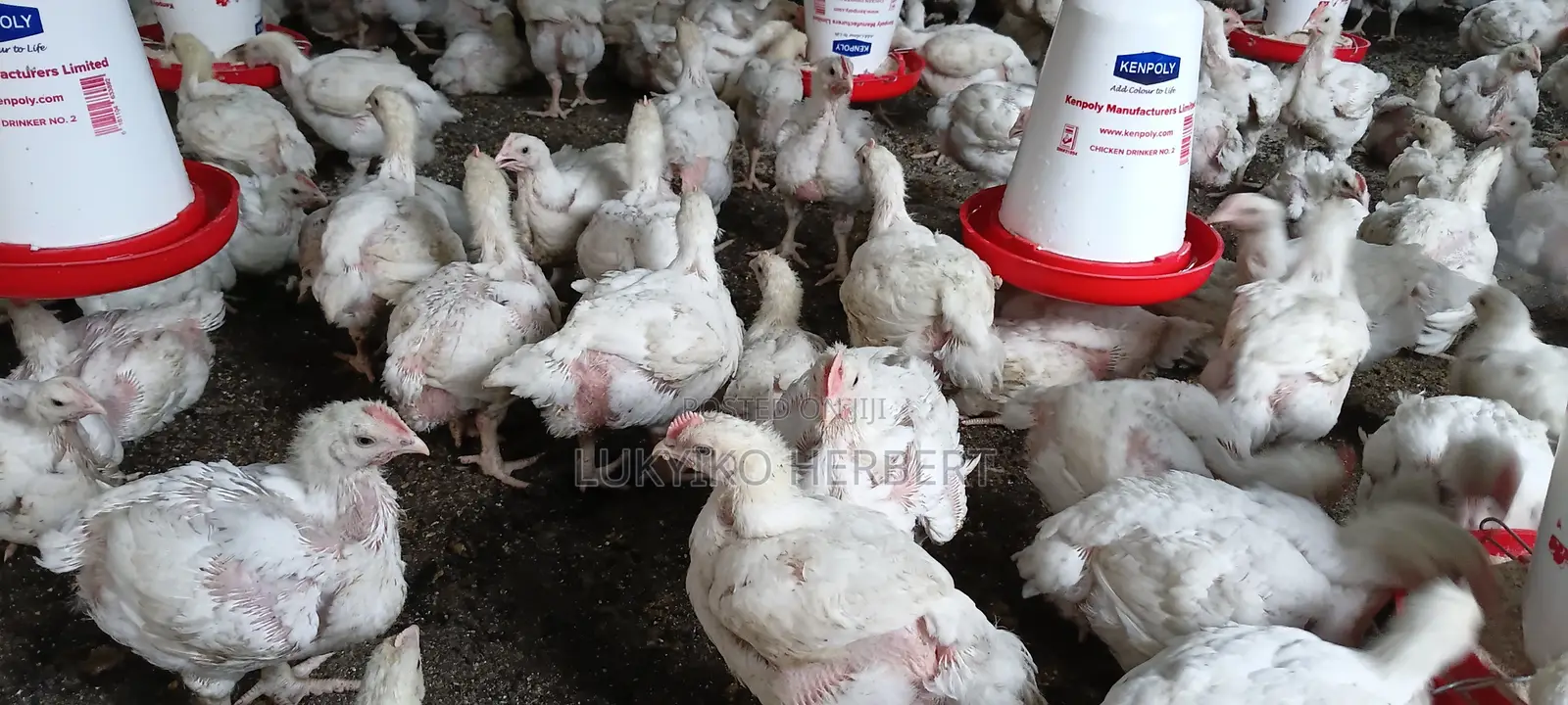 Fresh Broilers