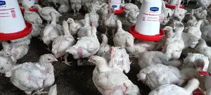 Fresh Broilers