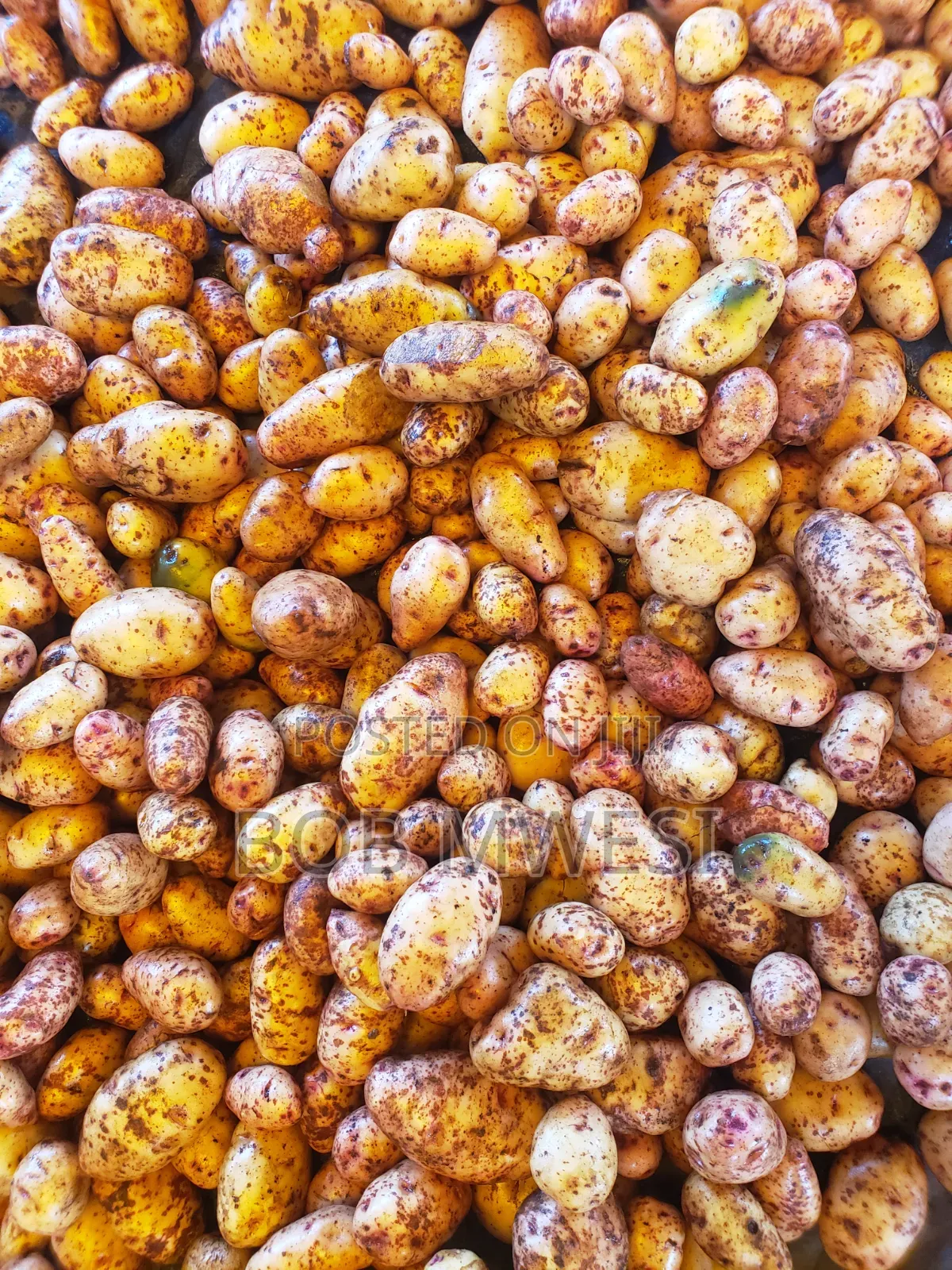 Sorted Irish Potatoe Tubers