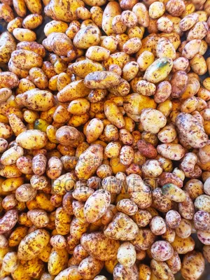 Sorted Irish Potatoe Tubers