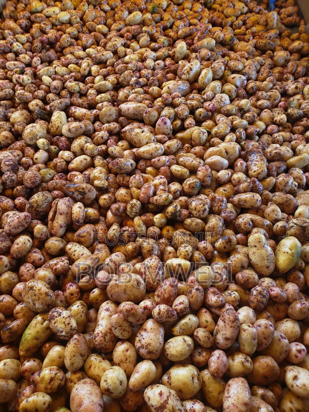 Sorted Irish Potatoe Tubers