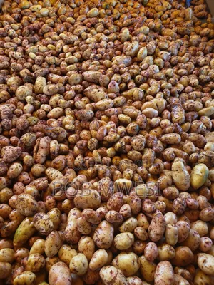 Sorted Irish Potatoe Tubers