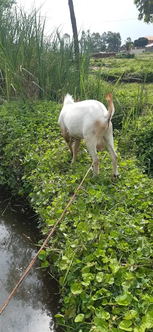 Male Goat on Quick Sale