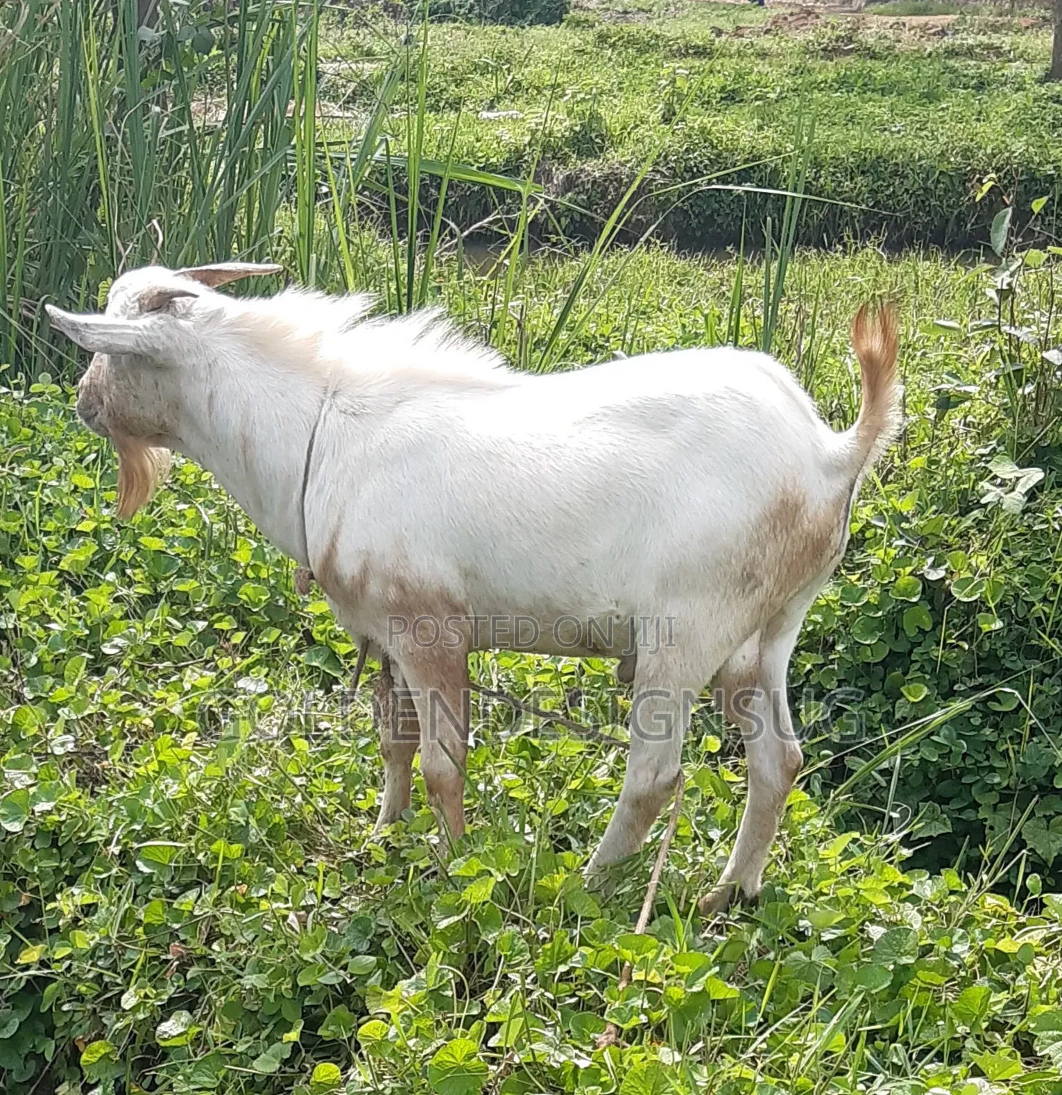 Male Goat on Quick Sale